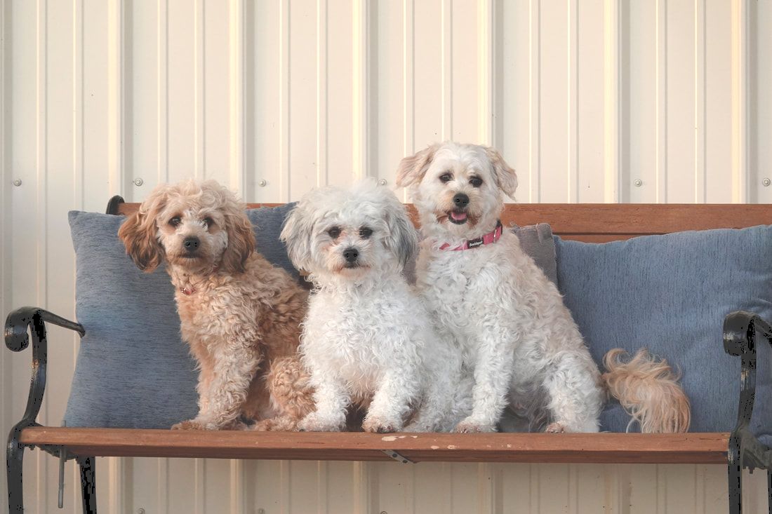 Precious pet Mini-Aussiedoodle, Teddy Bear, and Mini-Bernedoodle dogs sit together at Prince Family Farm - Puppy Mothers and 3 Amigas